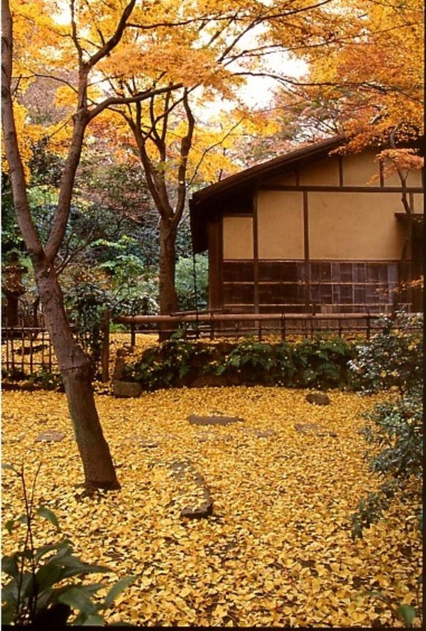 【千葉県内発】 横浜三渓園の紅葉&農産物直売所「すかなごっそ」 三崎「まぐろ解体ショー」とまぐろ刺身食べ放題3